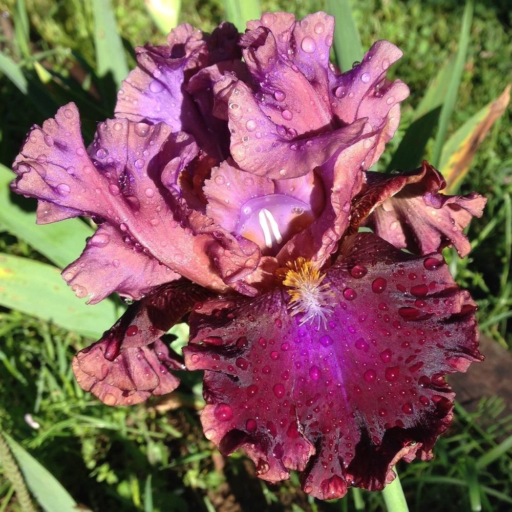 Photo of Tall Bearded Iris (Iris 'Electric Candy') uploaded by Dodecatheon3