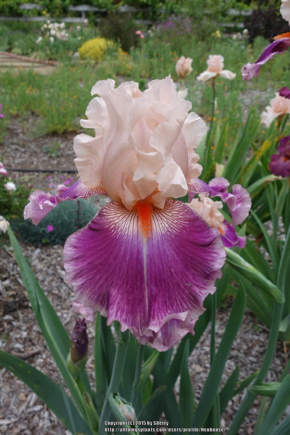 Photo of Tall Bearded Iris (Iris 'Cherry Blossom Song') uploaded by Henhouse