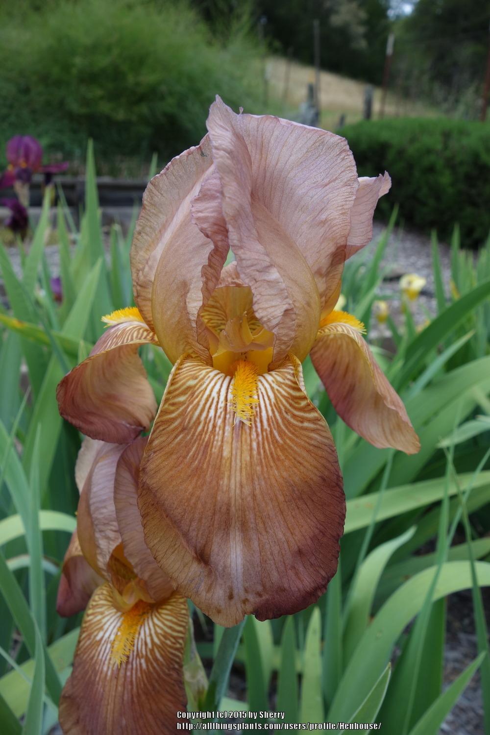 Photo of Tall Bearded Iris (Iris 'Copper Lustre') uploaded by Henhouse