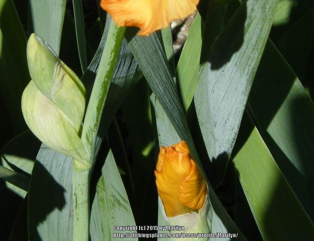 Photo of Tall Bearded Iris (Iris 'Savannah Sunset') uploaded by Marilyn