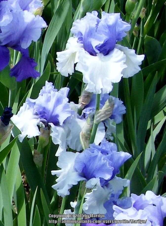 Photo of Tall Bearded Iris (Iris 'Wintry Sky') uploaded by Marilyn