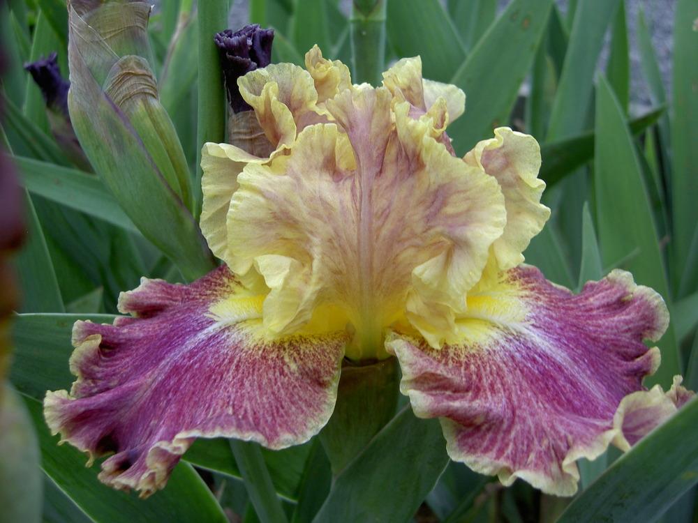 Photo of Tall Bearded Iris (Iris 'High Master') uploaded by Muddymitts