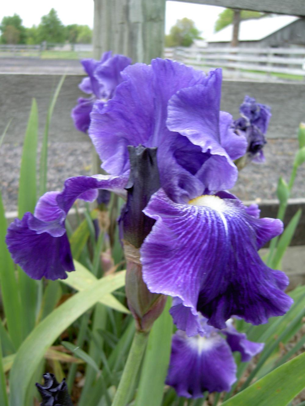 Photo of Tall Bearded Iris (Iris 'Daughter of Stars') uploaded by Muddymitts