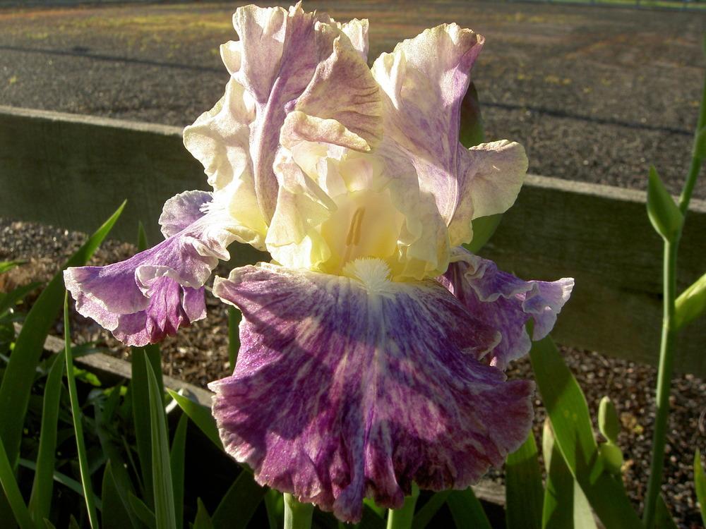 Photo of Tall Bearded Iris (Iris 'Moonlit Water') uploaded by Muddymitts