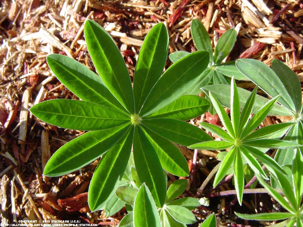Photo of Dwarf Lupine (Lupinus 'Gallery Blue') uploaded by StaticAsh