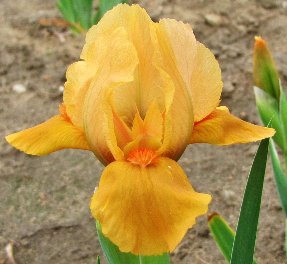 Photo of Standard Dwarf Bearded Iris (Iris 'Orange Tiger') uploaded by TBGDN