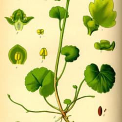 Location: Flora von Deutschland 1885