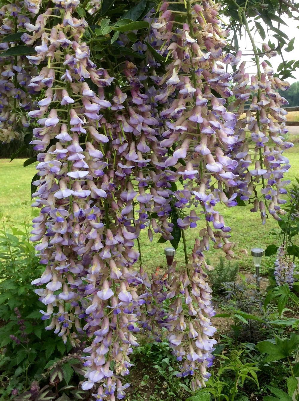 Photo of American Wisteria (Wisteria frutescens 'Blue Moon') uploaded by clintbrown