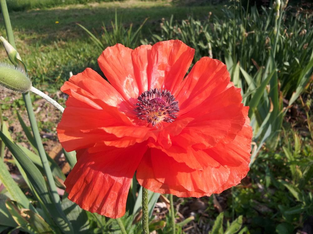 Photo of Poppies (Papaver) uploaded by gemini_sage