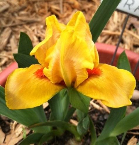 Photo of Standard Dwarf Bearded Iris (Iris 'Circus Dragon') uploaded by grannysgarden