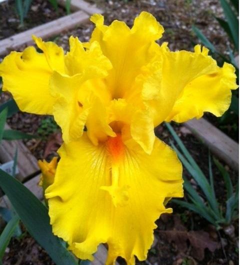 Photo of Tall Bearded Iris (Iris 'Glitter Gulch') uploaded by grannysgarden
