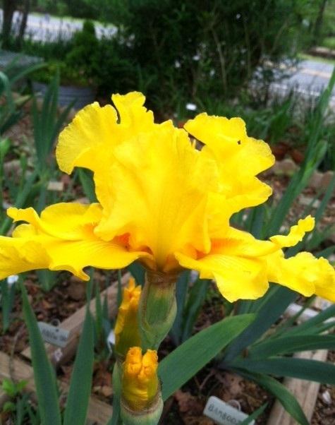 Photo of Tall Bearded Iris (Iris 'Glitter Gulch') uploaded by grannysgarden