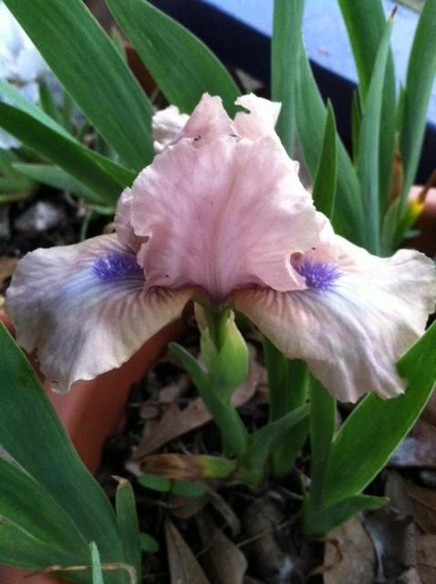Photo of Standard Dwarf Bearded Iris (Iris 'Enchanted Princess') uploaded by grannysgarden