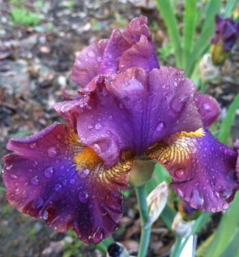 Photo of Border Bearded Iris (Iris 'Dance Gypsy') uploaded by grannysgarden