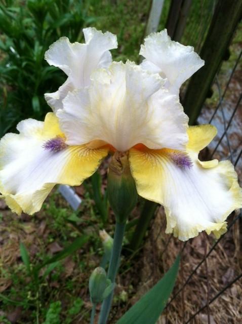 Photo of Tall Bearded Iris (Iris 'Beth's Blessings') uploaded by grannysgarden