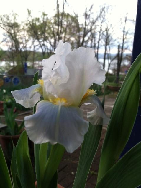 Photo of Standard Dwarf Bearded Iris (Iris 'Teagan') uploaded by grannysgarden