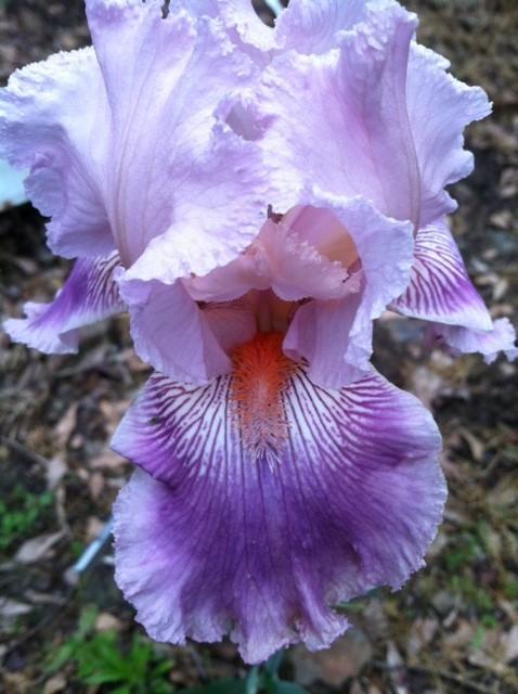 Photo of Tall Bearded Iris (Iris 'Call Me Reba') uploaded by grannysgarden