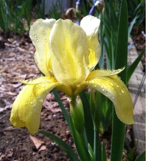 Photo of Intermediate Bearded Iris (Iris 'Hagar's Helmet') uploaded by grannysgarden