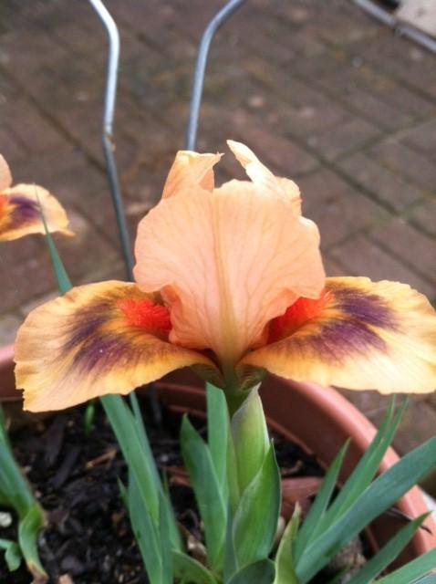 Photo of Miniature Dwarf Bearded Iris (Iris 'Miniseries') uploaded by grannysgarden
