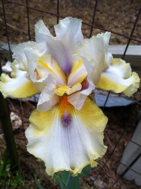 Photo of Tall Bearded Iris (Iris 'Beth's Blessings') uploaded by grannysgarden
