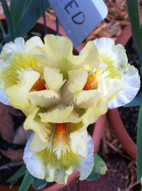 Photo of Standard Dwarf Bearded Iris (Iris 'Dedicated') uploaded by grannysgarden