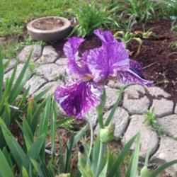 Location: My garden in zone 5/6 Indiana. 
Date: May 11 2015. 
Unstable Gene was the very first Iris to bloom for me this year.