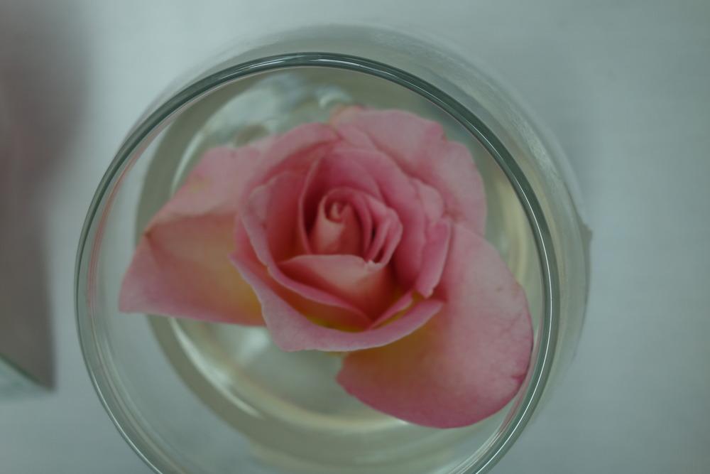 Photo of Hybrid Tea Rose (Rosa 'Tiffany') uploaded by mellielong