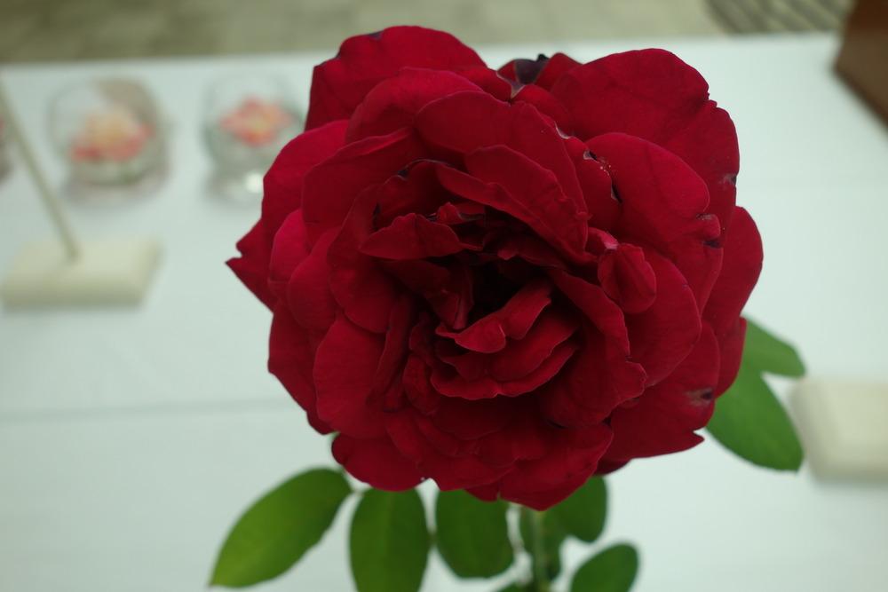 Photo of Rose (Rosa 'The Squire') uploaded by mellielong