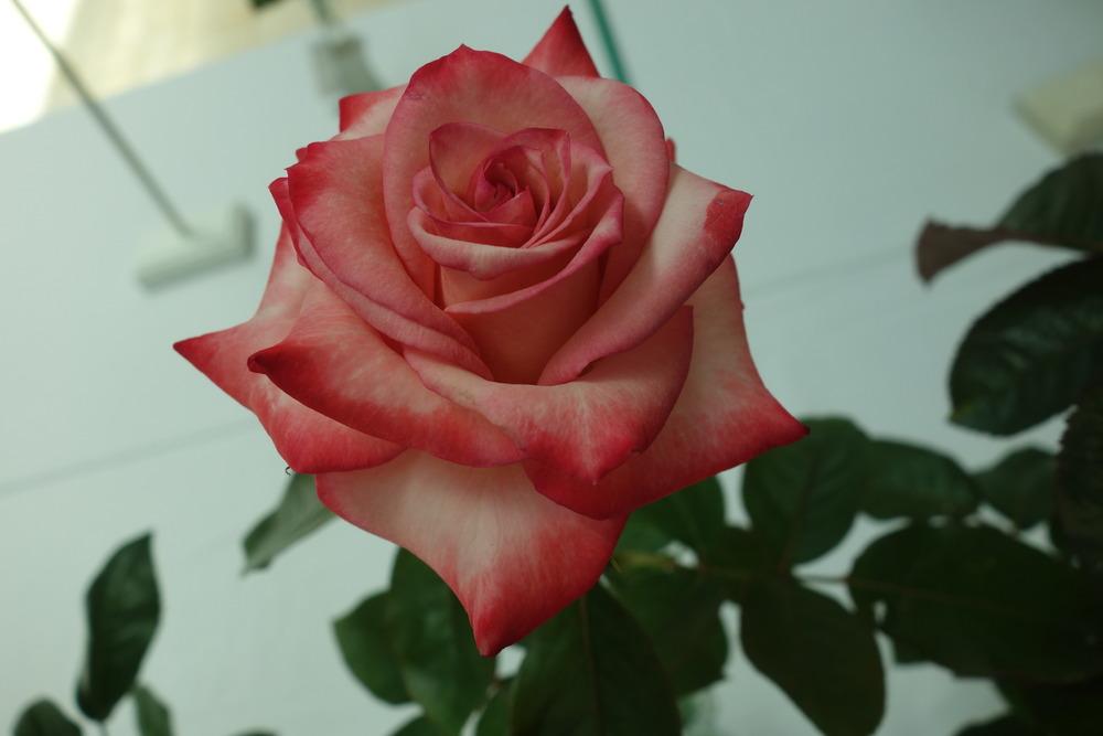 Photo of Rose (Rosa 'David's Love') uploaded by mellielong