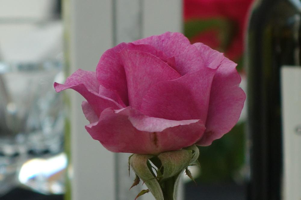 Photo of Rose (Rosa 'Melody Parfumee') uploaded by mellielong
