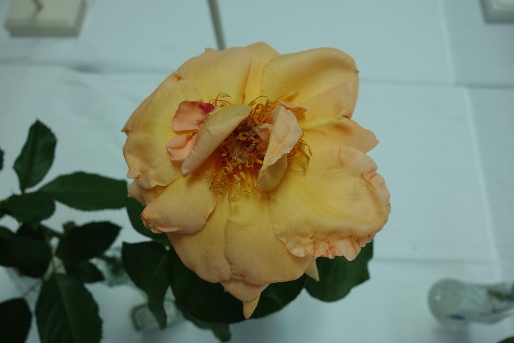 Photo of Rose (Rosa 'Over the Moon') uploaded by mellielong