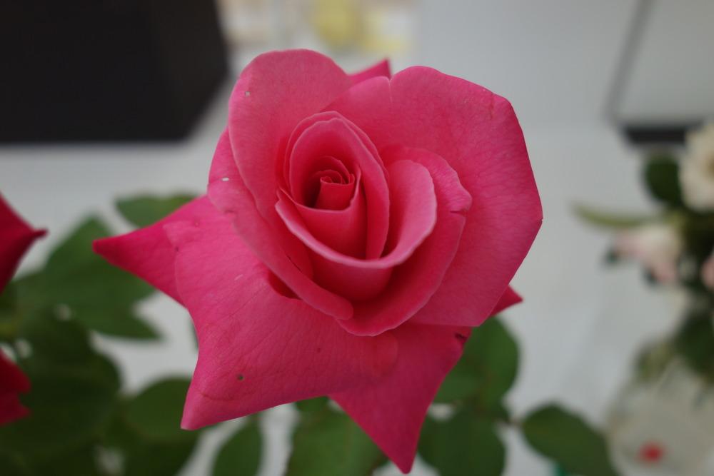 Photo of Rose (Rosa 'Marijke Koopman') uploaded by mellielong