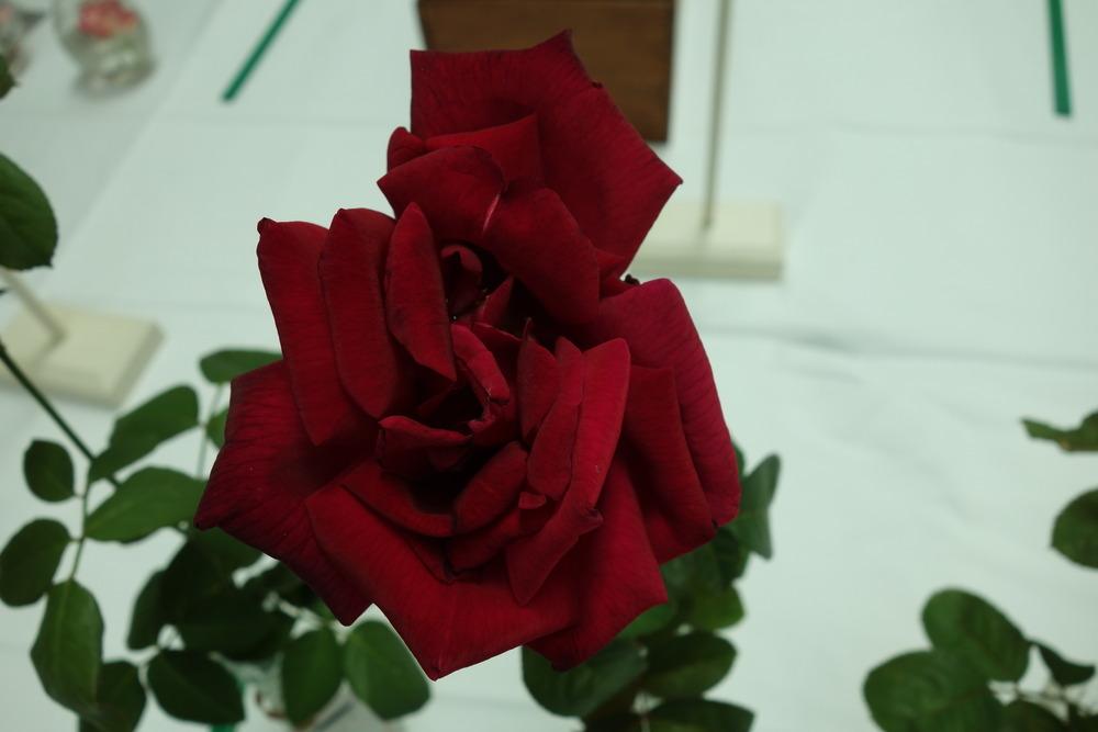 Photo of Rose (Rosa 'Chrysler Imperial') uploaded by mellielong