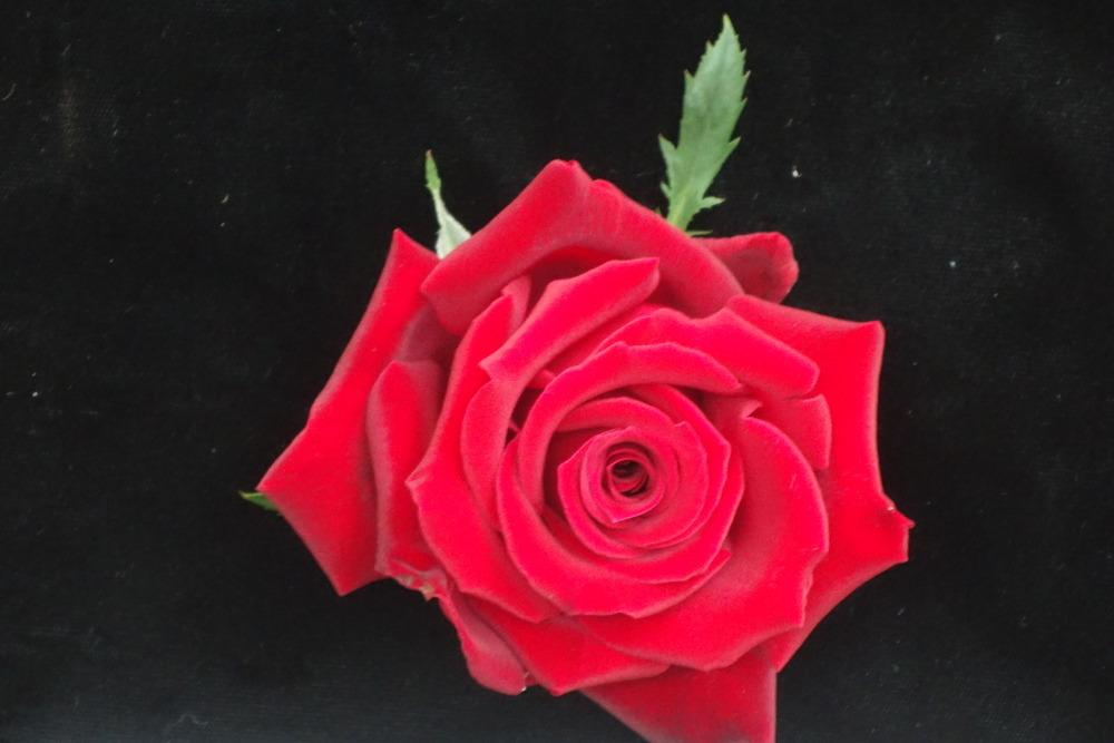 Photo of Rose (Rosa 'Cesar E. Chavez') uploaded by mellielong