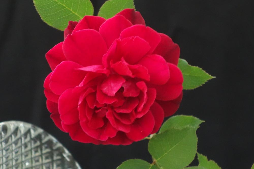 Photo of Rose (Rosa 'Francis Dubreuil') uploaded by mellielong
