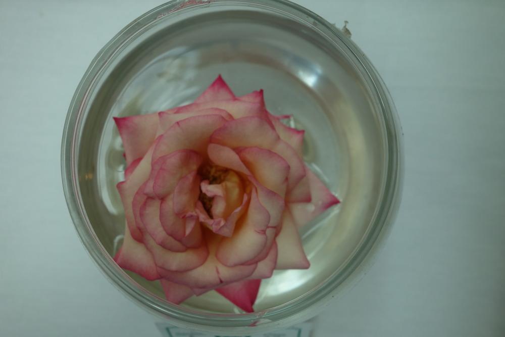 Photo of Rose (Rosa 'Fitzhugh's Diamond') uploaded by mellielong