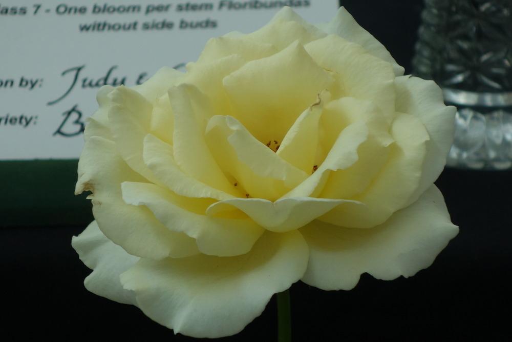 Photo of Rose (Rosa 'Elina') uploaded by mellielong