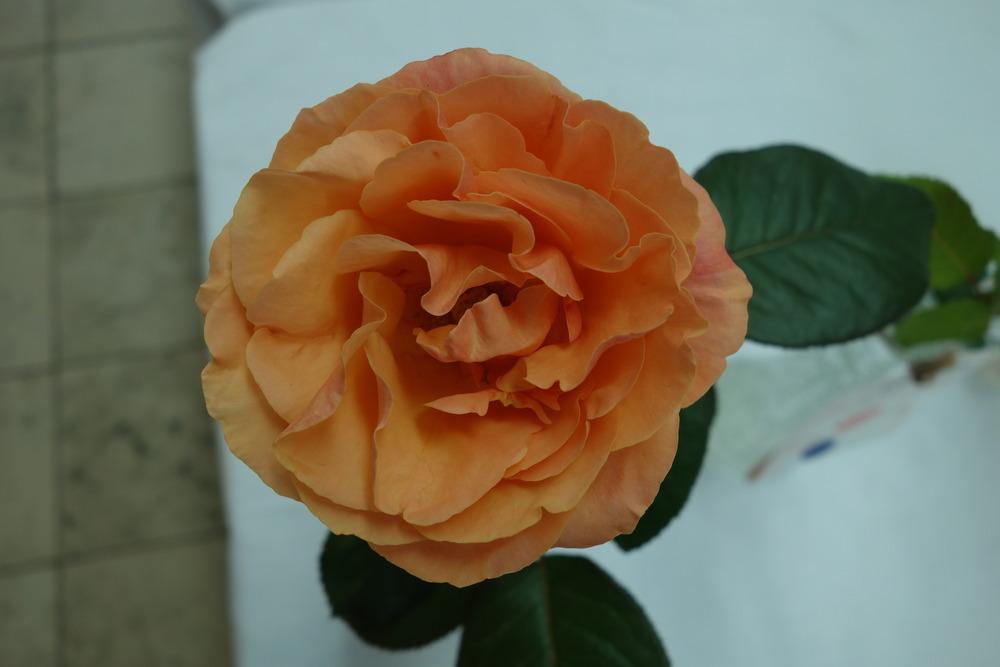 Photo of Rose (Rosa 'Anna's Promise') uploaded by mellielong