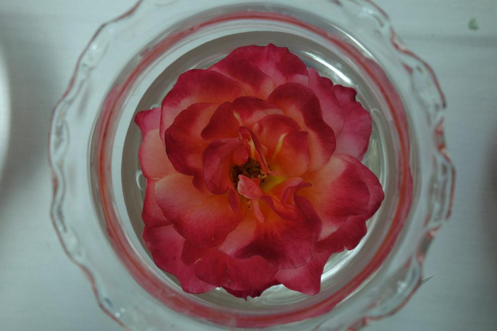 Photo of Rose (Rosa 'Granada') uploaded by mellielong