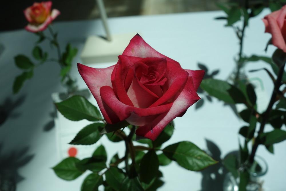 Photo of Rose (Rosa 'Magic Show') uploaded by mellielong