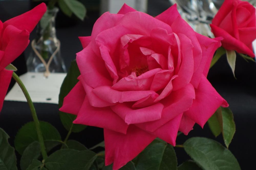 Photo of Rose (Rosa 'Miss All-American Beauty') uploaded by mellielong