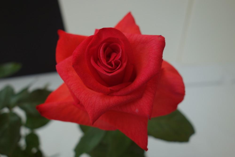 Photo of Rose (Rosa 'Raphaela') uploaded by mellielong