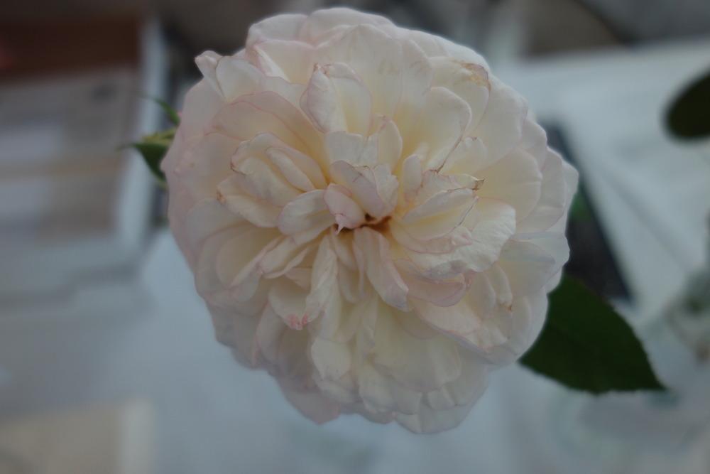 Photo of Rose (Rosa 'Edith Schurr') uploaded by mellielong