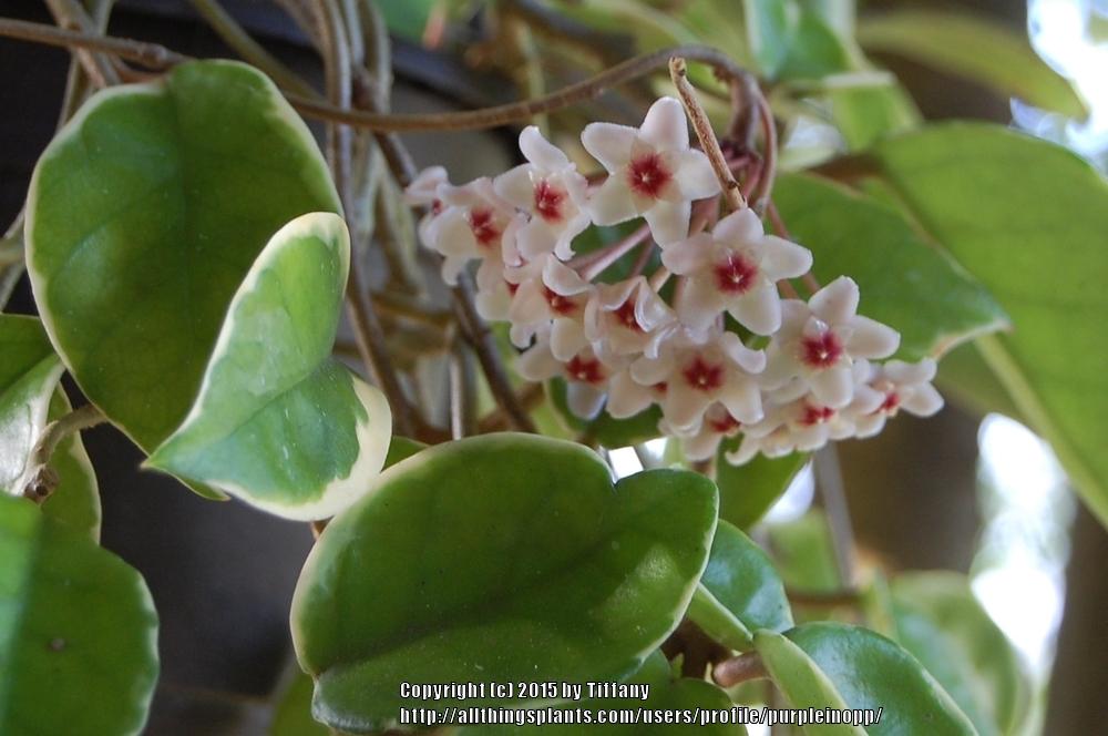 Photo of Krimson Queen Hoya (Hoya carnosa 'Tricolor') uploaded by purpleinopp