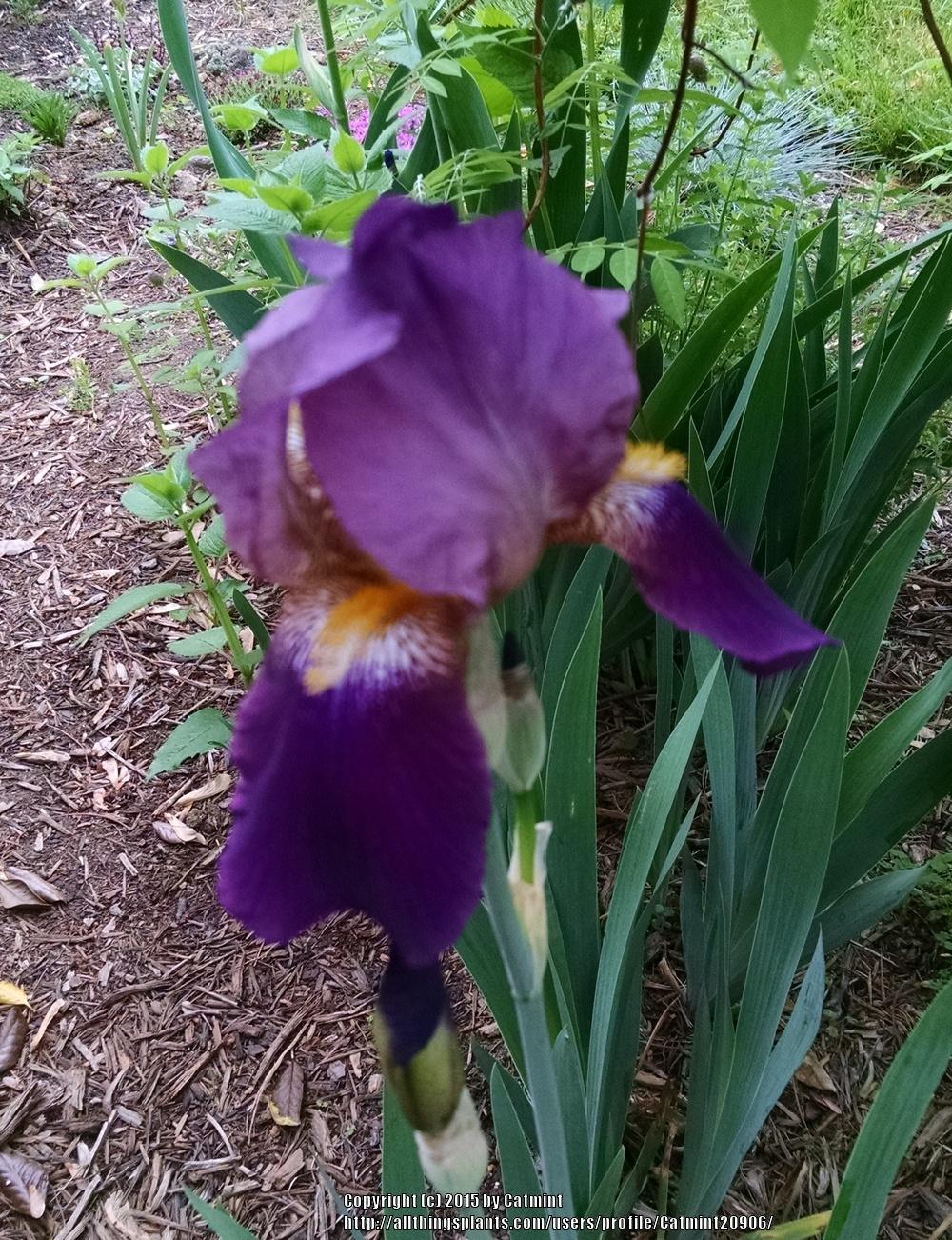 Photo of Tall Bearded Iris (Iris 'Lent A. Williamson') uploaded by Catmint20906