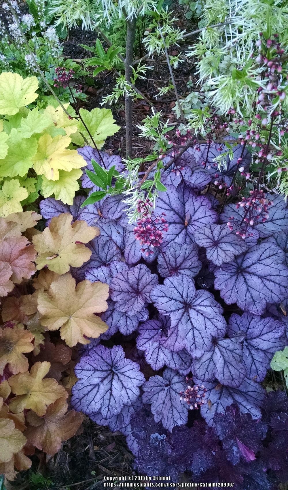 Photo of Coral Bells (Heuchera 'Sugar Plum') uploaded by Catmint20906