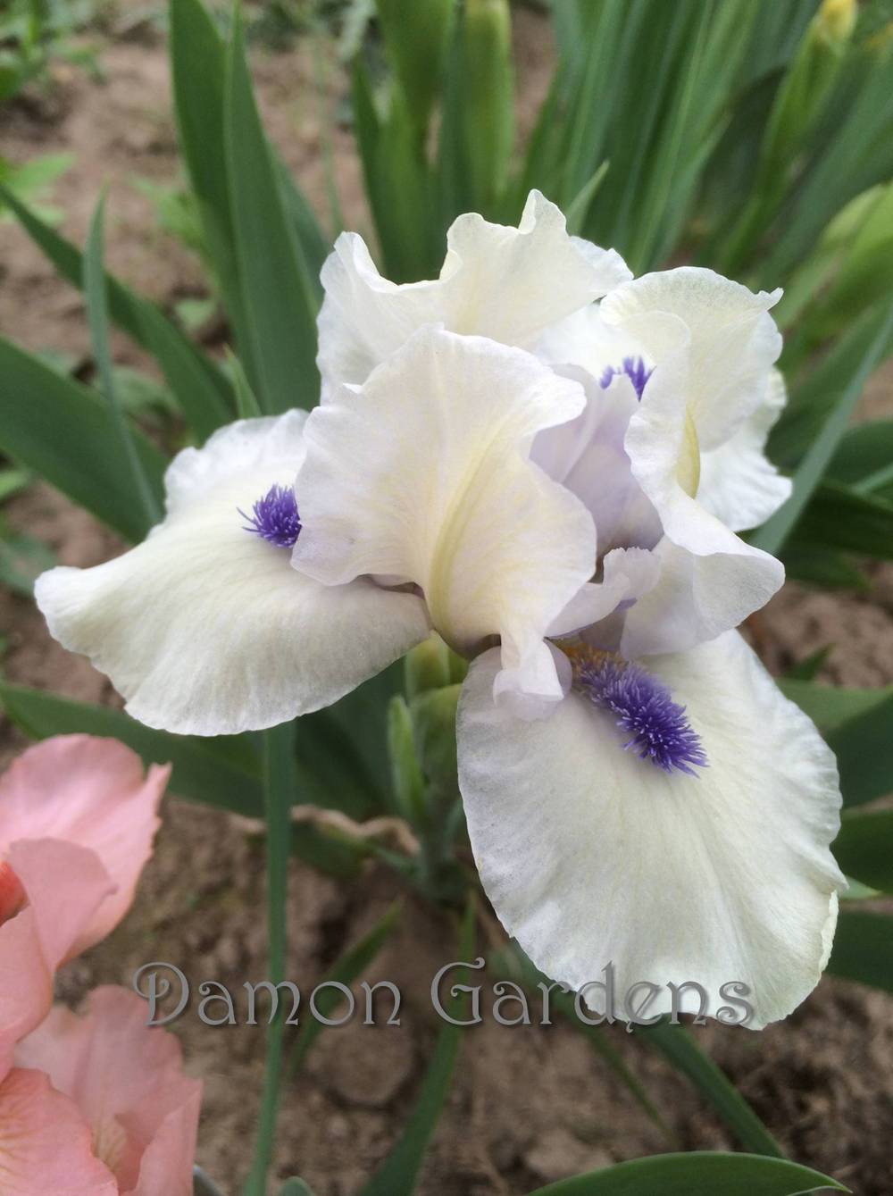 Photo of Standard Dwarf Bearded Iris (Iris 'Bluebeard's Ghost') uploaded by DamonGardens