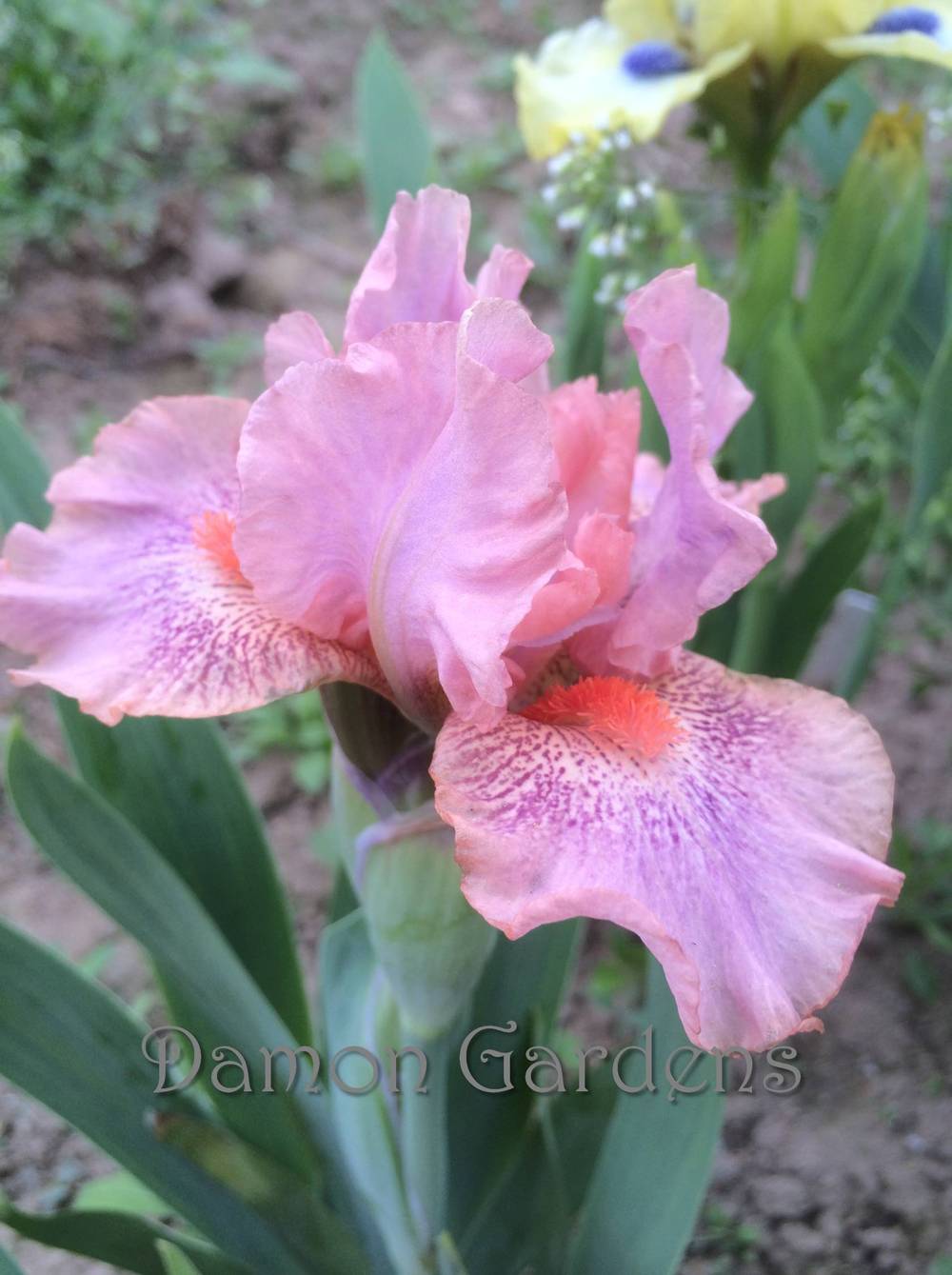 Photo of Standard Dwarf Bearded Iris (Iris 'Fruit Cup') uploaded by DamonGardens