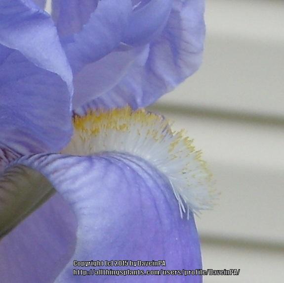 Photo of Tall Bearded Iris (Iris 'Susan Bliss') uploaded by DaveinPA