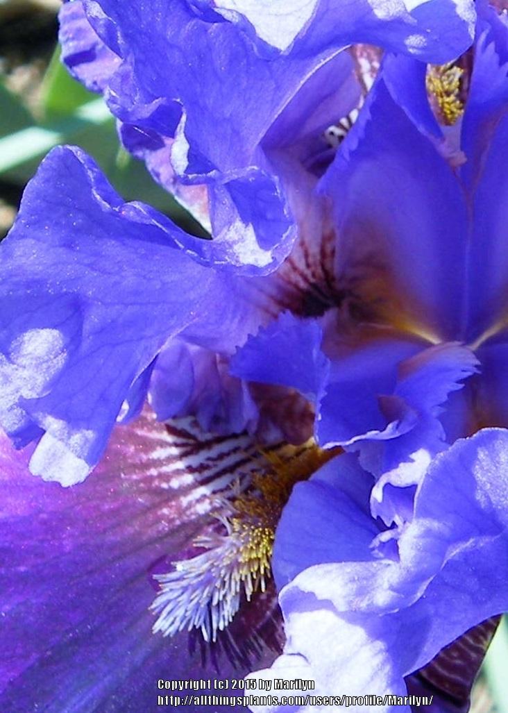 Photo of Tall Bearded Iris (Iris 'Evening Tidings') uploaded by Marilyn
